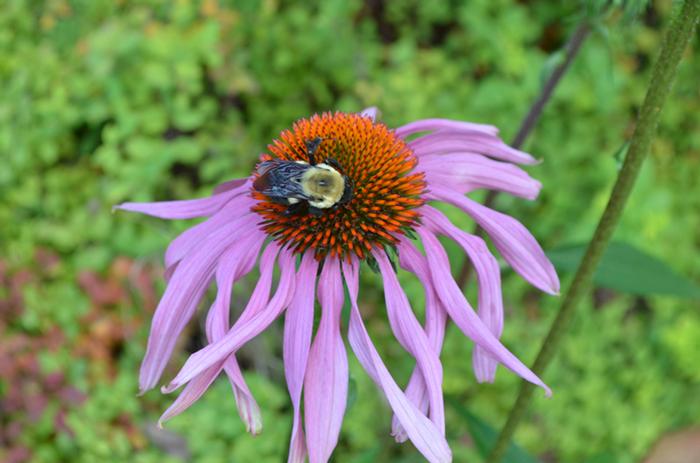Easy Pollinator Garden
