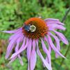 Easy Pollinator Garden