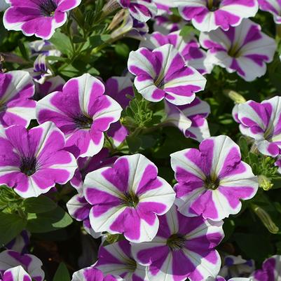 Annuals