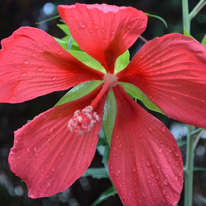 Perennials
