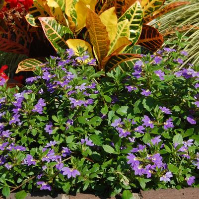 More Plants